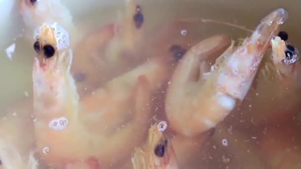 水を沸騰のエビを調理のプロセス — ストック動画