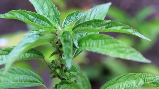 Leuchtend Grüne Triebe Einer Gartenpflanze — Stockvideo