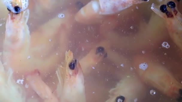 Process Cooking Shrimp Boiling Water — Stock Video