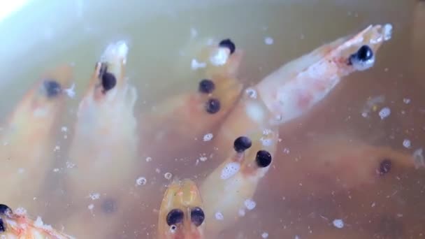 在沸水中煮虾的过程 — 图库视频影像