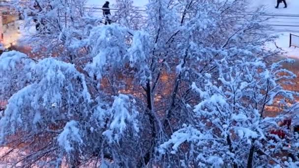 城市街道和道路上被白雪覆盖的松树和树木 — 图库视频影像