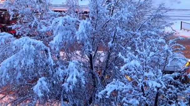 城市街道和道路上被白雪覆盖的松树和树木 — 图库视频影像