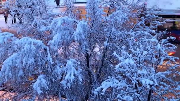 城市街道和道路上被白雪覆盖的松树和树木 — 图库视频影像