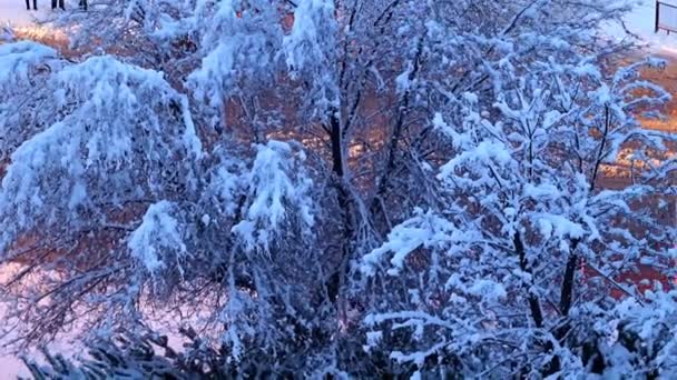 Schneebedeckte Kiefern Und Bäume Auf Einer Straße Und Straße Der — Stockvideo