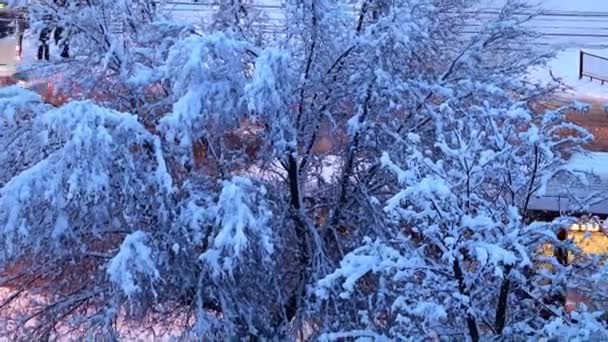 城市街道和道路上被白雪覆盖的松树和树木 — 图库视频影像