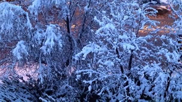Sněhem Pokrytá Borovicemi Stromy Městě Ulice Silnice — Stock video