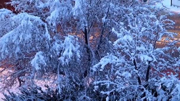 Sneeuw Bedekte Dennen Bomen Een Stad Straat Weg — Stockvideo