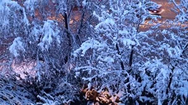 城市街道和道路上被白雪覆盖的松树和树木 — 图库视频影像