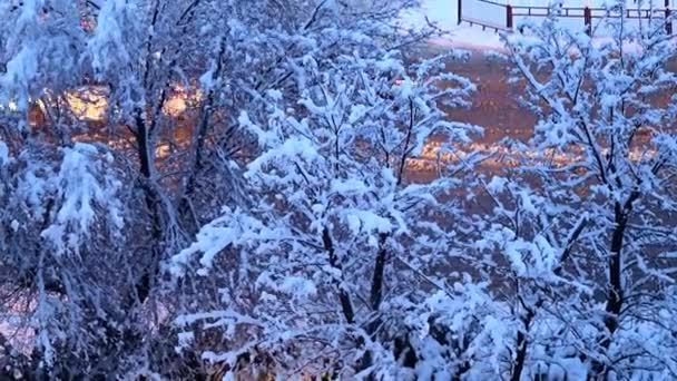 Sneeuw Bedekte Dennen Bomen Een Stad Straat Weg — Stockvideo