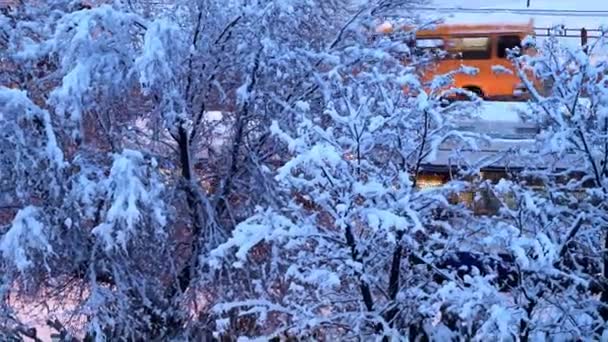 Schneebedeckte Kiefern Und Bäume Auf Einer Straße Und Straße Der — Stockvideo