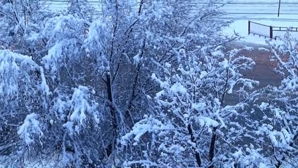 Pokryte Śniegiem Sosen Drzew Ulicy Drogi — Wideo stockowe