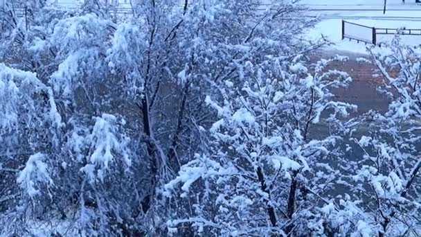 Pokryte Śniegiem Sosen Drzew Ulicy Drogi — Wideo stockowe