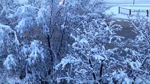 城市街道和道路上被白雪覆盖的松树和树木 — 图库视频影像