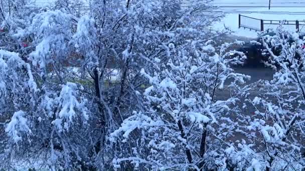 城市街道和道路上被白雪覆盖的松树和树木 — 图库视频影像