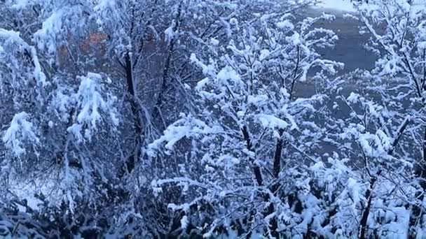 雪に覆われた松や木の街と道路 — ストック動画