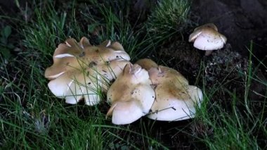 kırık yeşil çim ile bir çimenlikte yabani mantar