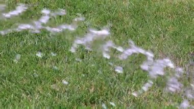 Bahçe çim yeşil çim temiz su ile sulama