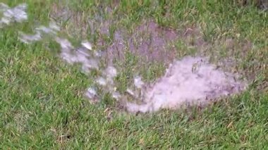 Bahçe çim yeşil çim temiz su ile sulama