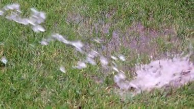 Bahçe çim yeşil çim temiz su ile sulama