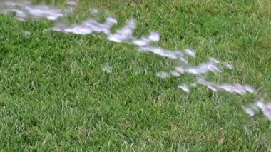 Bahçe çim yeşil çim temiz su ile sulama