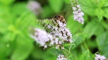 yabani arı bir bahçe nane çiçek nektar toplar