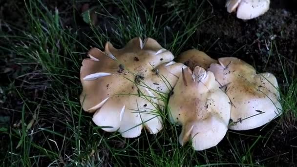 Wild Mushrooms Lawn Broken Green Grass — Stock Video