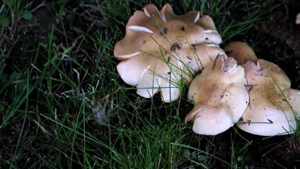 Wilde Paddestoelen Een Grasveld Met Gebroken Groen Gras — Stockvideo