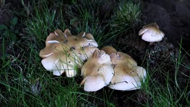 Ciuperci Sălbatice Gazon Iarbă Verde Spartă — Videoclip de stoc