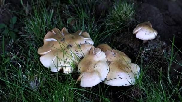 champignons sauvages sur une pelouse avec herbe verte cassée 