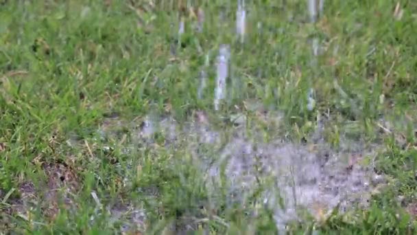 Podlewanie Zielony Trawa Trawnik Czystą Bieżącą Wodą — Wideo stockowe