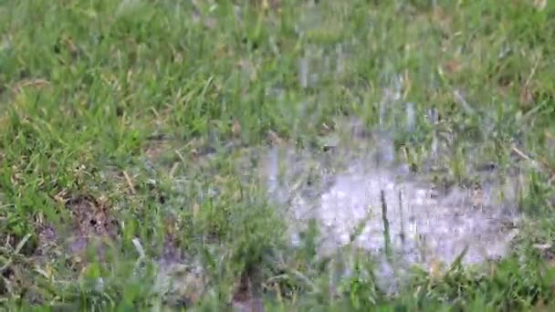 Podlewanie Zielony Trawa Trawnik Czystą Bieżącą Wodą — Wideo stockowe