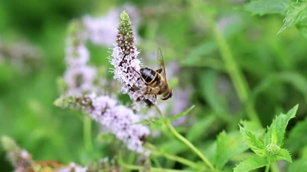 Дикая Пчела Собирает Нектар Цветка Мяты — стоковое видео