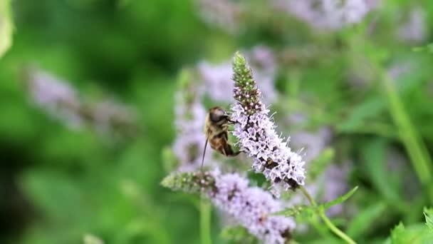 Vilda Biet Samlar Nektar Från Trädgård Pepparmynta Blomma — Stockvideo