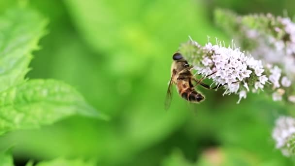 Дика Бджола Збирає Нектар Квітки Яти — стокове відео