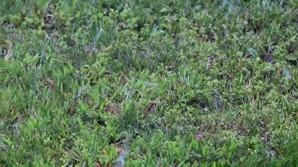 herbe verte fraîche dans le cadre d'une parcelle de terre 