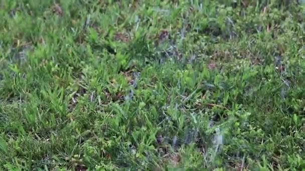 herbe verte fraîche dans le cadre d'une parcelle de terre 