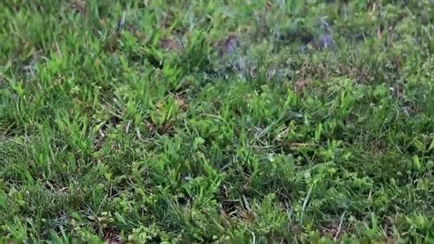 herbe verte fraîche dans le cadre d'une parcelle de terre 