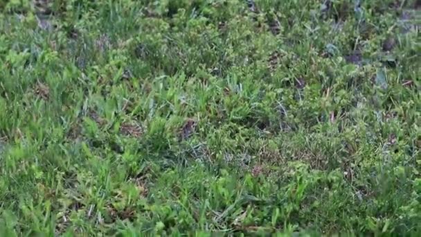 herbe verte fraîche dans le cadre d'une parcelle de terre 