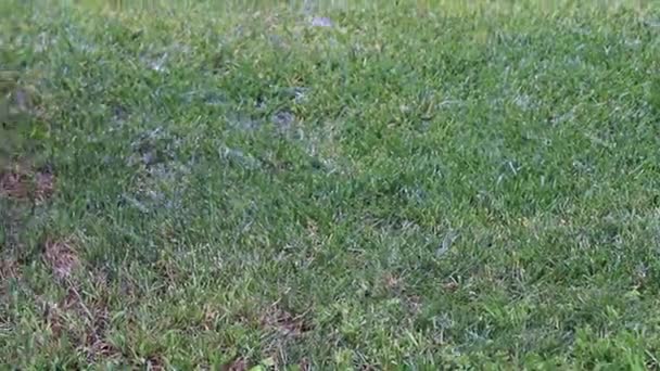 herbe verte fraîche dans le cadre d'une parcelle de terre 