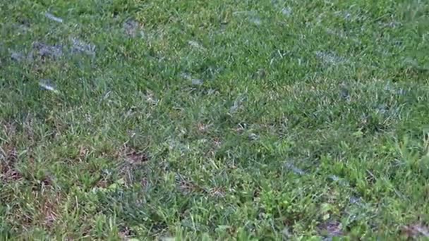herbe verte fraîche dans le cadre d'une parcelle de terre 