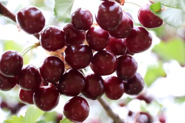 Olgun taze kiraz meyve ağacı dalları üzerinde