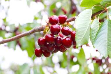 Olgun taze kiraz meyve ağacı dalları üzerinde