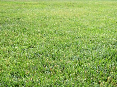 taze yeşil sulu çim Bahçe çim üzerinde