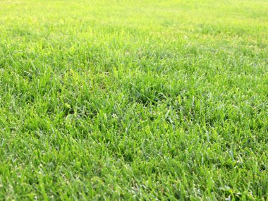 taze yeşil sulu çim Bahçe çim üzerinde