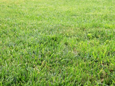 taze yeşil sulu çim Bahçe çim üzerinde