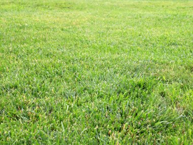 taze yeşil sulu çim Bahçe çim üzerinde