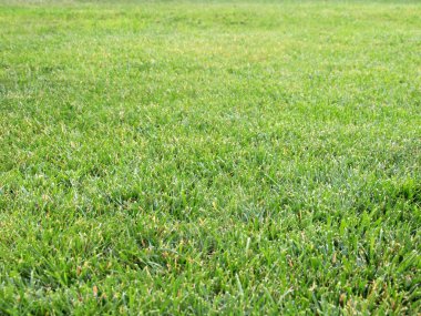 taze yeşil sulu çim Bahçe çim üzerinde
