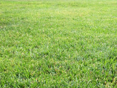 taze yeşil sulu çim Bahçe çim üzerinde