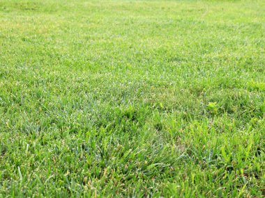 taze yeşil sulu çim Bahçe çim üzerinde