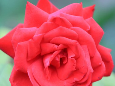 güzel parlak kırmızı gül tomurcuğu şenlikli dekorasyon unsuru olarak